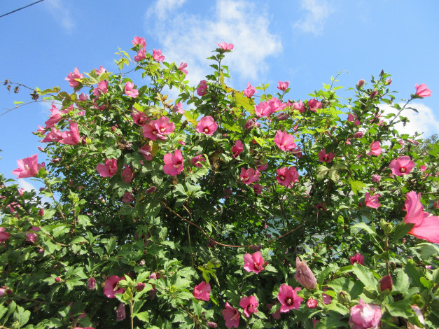 Обои картинки фото цветы, гибискусы, куст, розовые