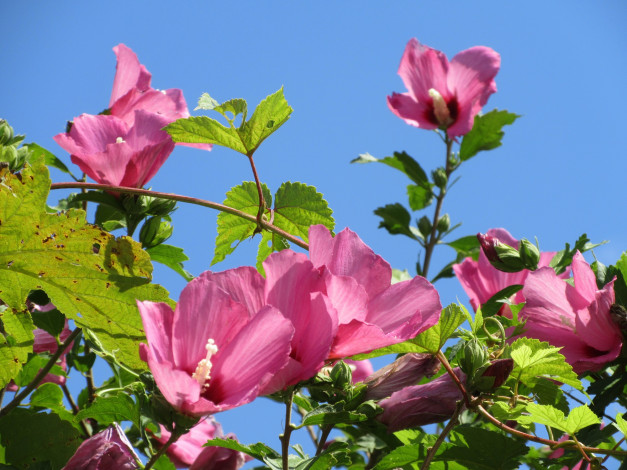 Обои картинки фото цветы, гибискусы, розовые, куст