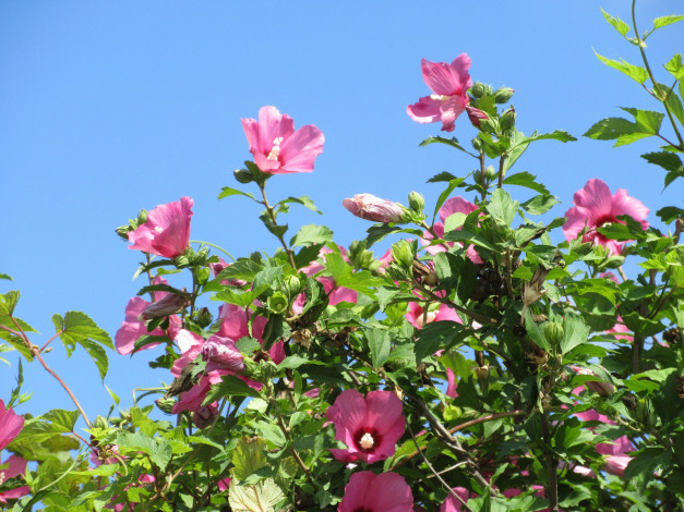 Обои картинки фото цветы, гибискусы, розовые, куст, гибискус