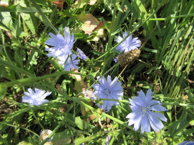 Обои картинки фото цветы, луговые , полевые,  цветы, луг, цикорий