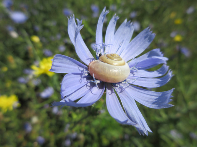 Обои картинки фото цветы, луговые , полевые,  цветы, улитка