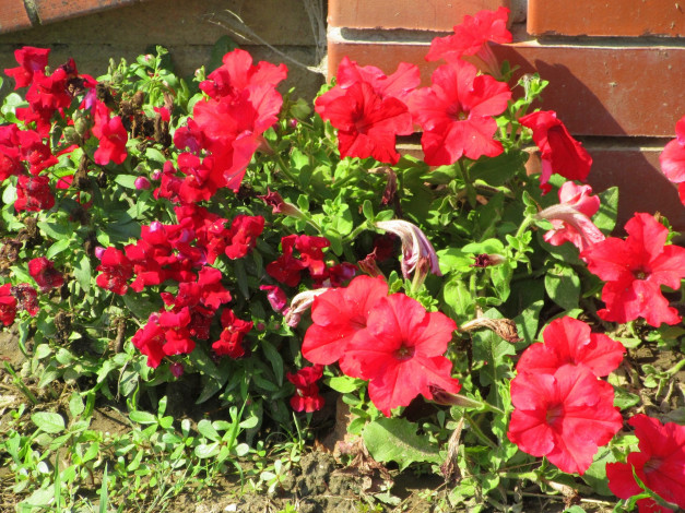 Обои картинки фото цветы, петунии,  калибрахоа, петуния, красная
