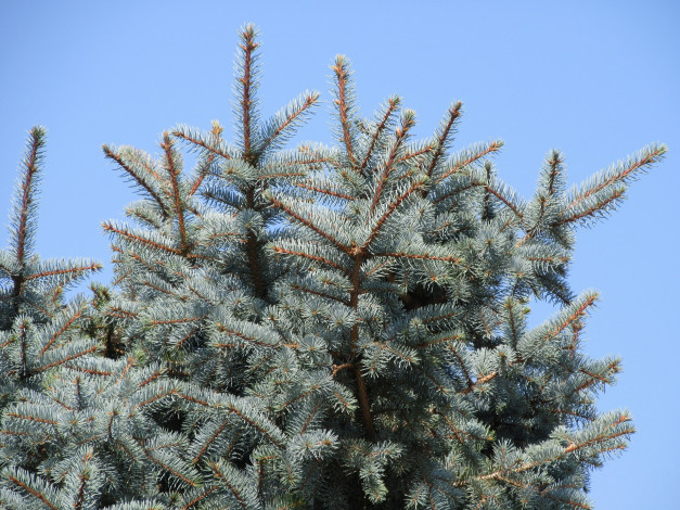 Обои картинки фото природа, деревья, ель, хвоя