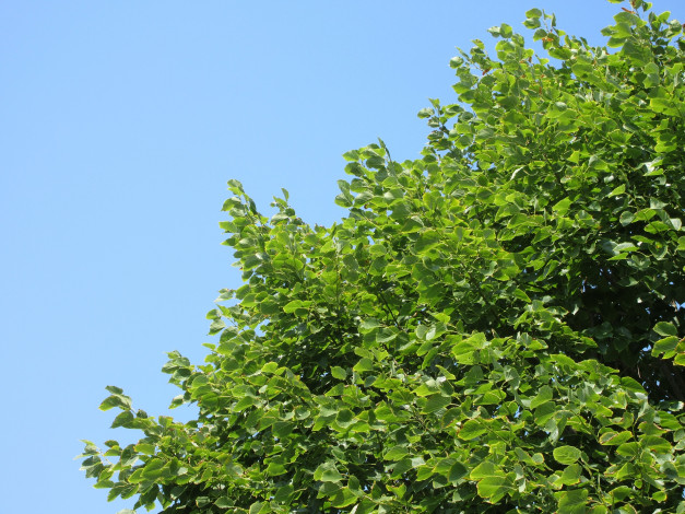 Обои картинки фото природа, листья, небо