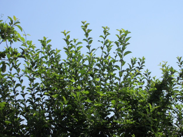 Обои картинки фото природа, листья, небо