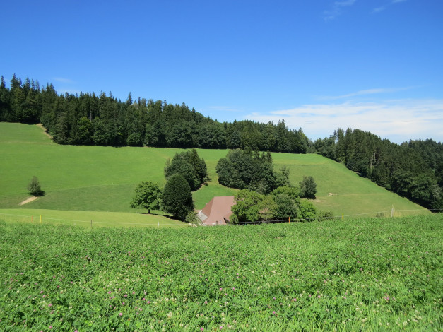 Обои картинки фото природа, пейзажи, деревья, холмы