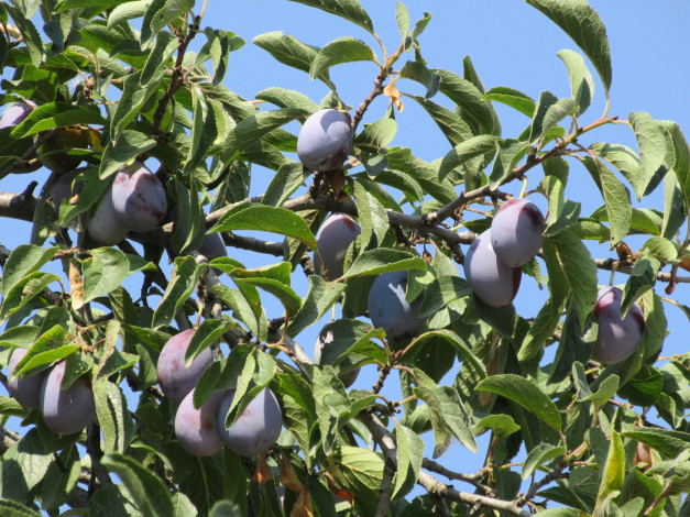 Обои картинки фото природа, плоды, листья, небо