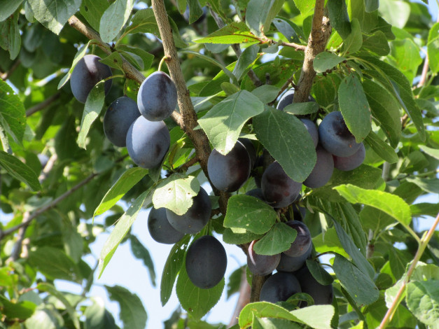 Обои картинки фото природа, плоды, листья, сливы