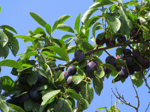 Обои картинки фото природа, плоды, листья, сливы