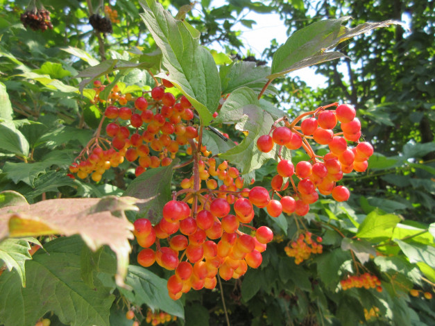 Обои картинки фото природа, Ягоды,  калина, листья, калина