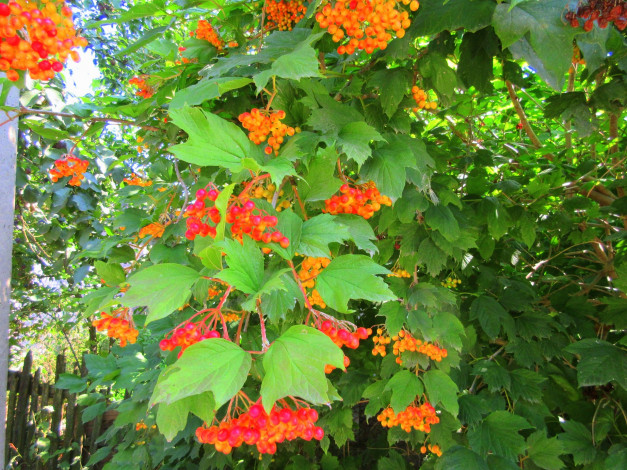 Обои картинки фото природа, Ягоды,  калина, листья, калина