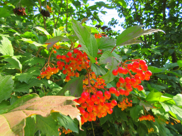 Обои картинки фото природа, Ягоды,  калина, листья, калина