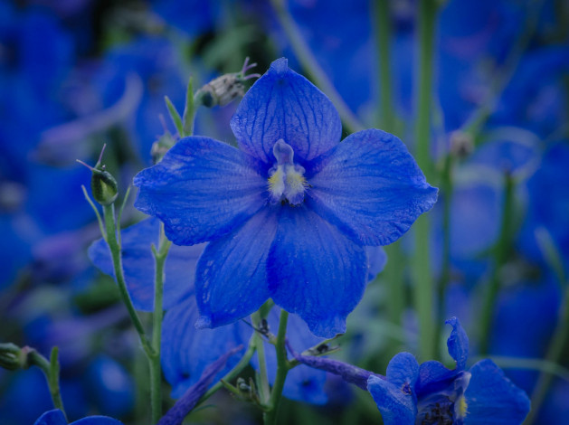 Обои картинки фото цветы, дельфиниум, синий