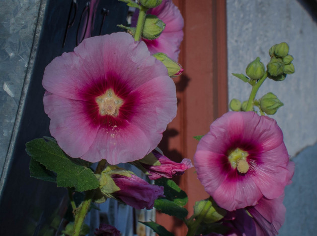 Обои картинки фото цветы, мальвы, мальва