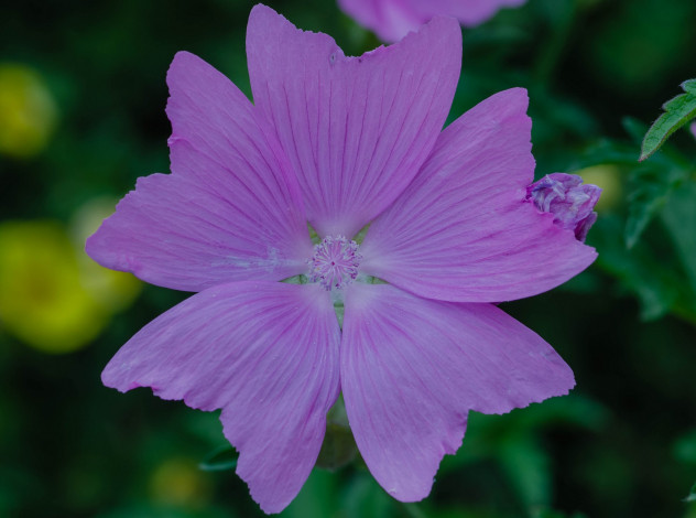 Обои картинки фото цветы, мальвы, мальва