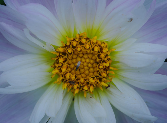 Обои картинки фото цветы, георгины, сиреневый