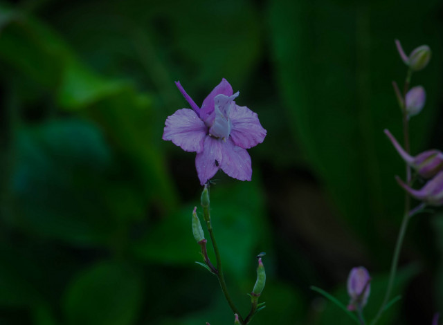 Обои картинки фото цветы, дельфиниум, макро