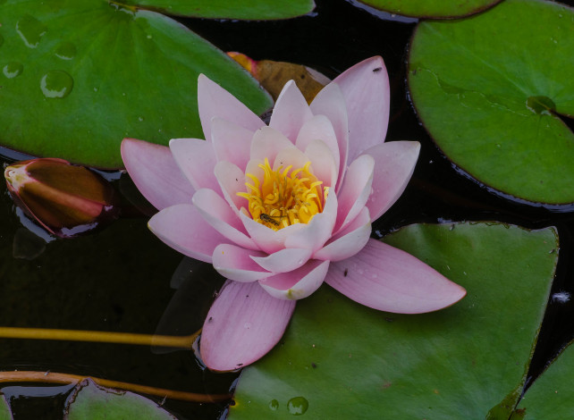 Обои картинки фото цветы, лилии водяные,  нимфеи,  кувшинки, розовый