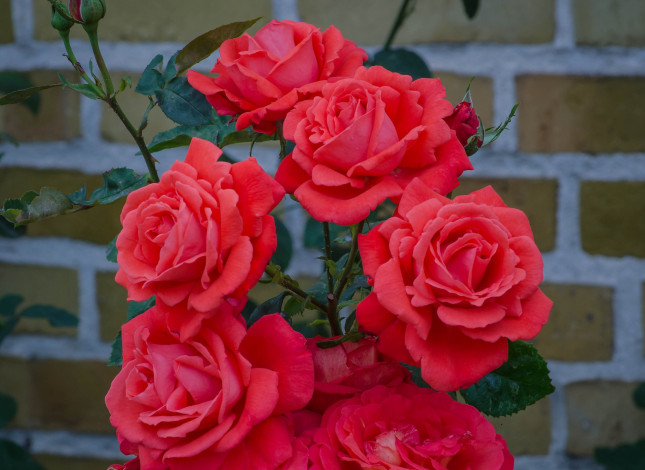 Обои картинки фото цветы, розы