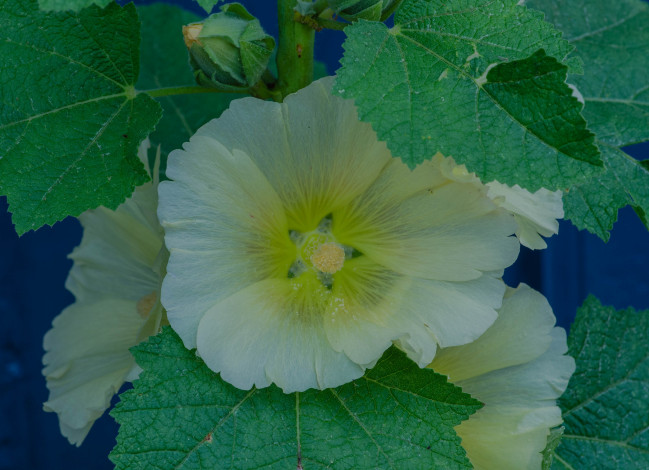 Обои картинки фото цветы, мальвы, жёлтая