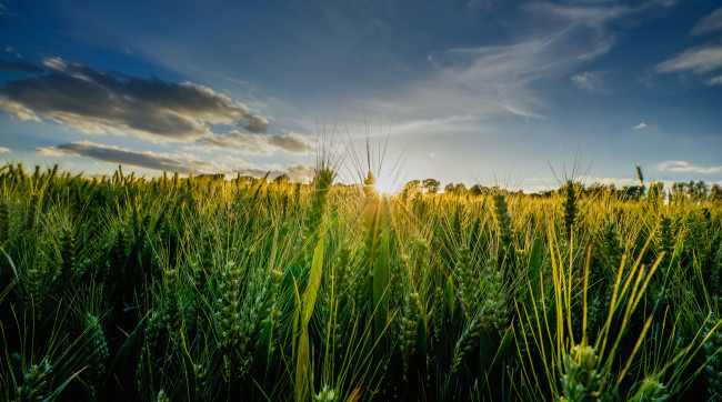 Обои картинки фото природа, восходы, закаты, поле