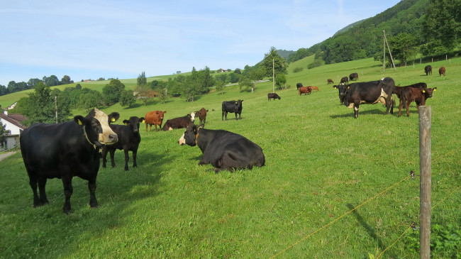 Обои картинки фото животные, коровы,  буйволы, луг