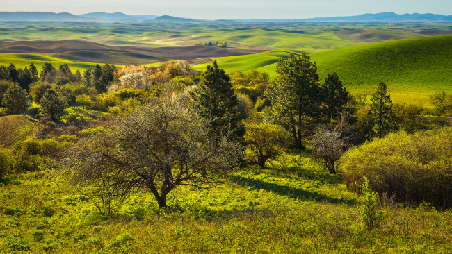 Обои картинки фото природа, деревья, пейзаж