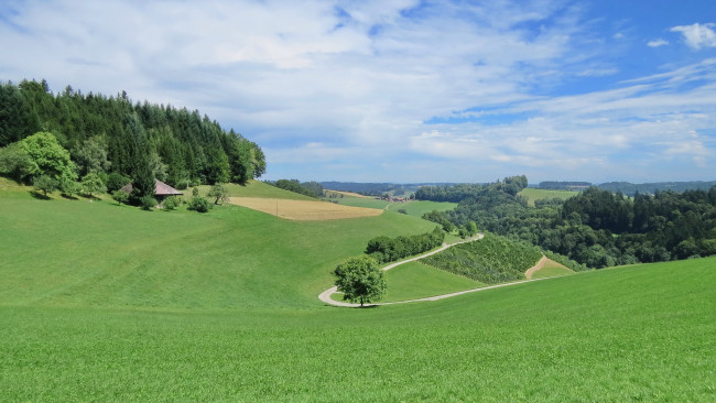 Обои картинки фото природа, пейзажи, деревья, холмы