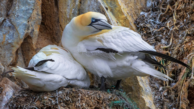 Обои картинки фото животные, олуши, олуша, лапки, клюв, белая, птица