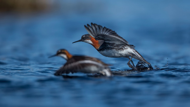 Обои картинки фото животные, птицы, природа, ветки, клюв, птица, дерево