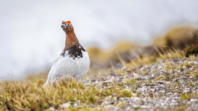 Обои картинки фото животные, птицы, забавная, перья, окрас, птица