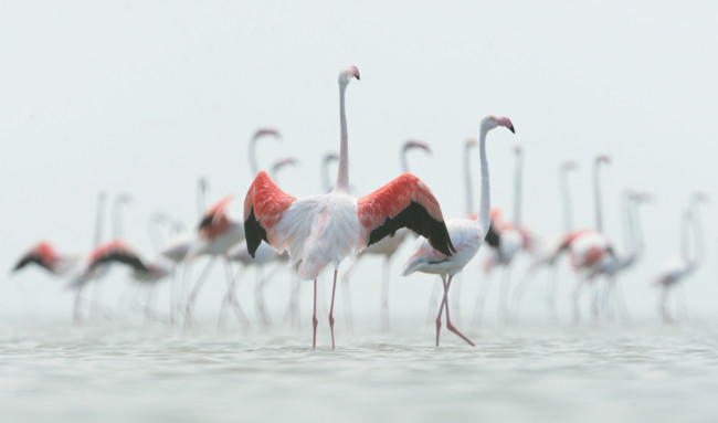 Обои картинки фото животные, фламинго, перья, птица, окрас