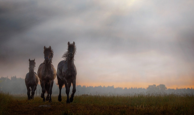 Обои картинки фото животные, лошади, хвост, грива, окрас, лошадь