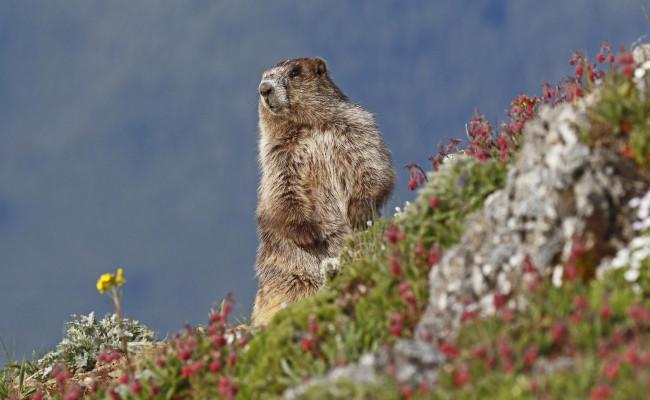 Обои картинки фото животные, суслики,  сурки, природа, цветы, камень, выдра