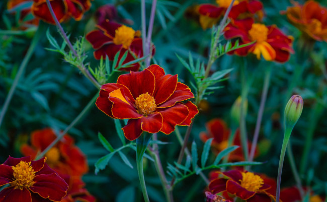 Обои картинки фото цветы, бархатцы, бархацы