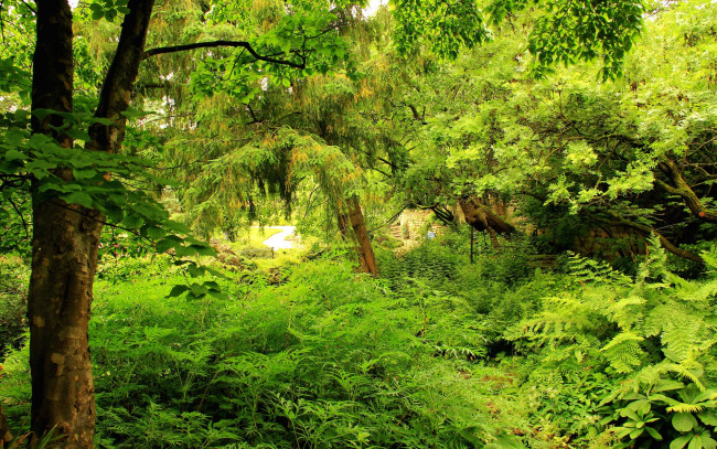 Обои картинки фото природа, лес