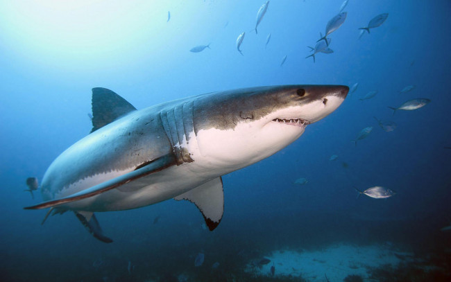 Обои картинки фото животные, акулы, море, акула