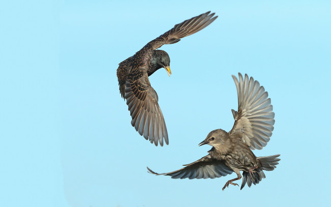 Обои картинки фото животные, вороны,  грачи,  галки, птицы