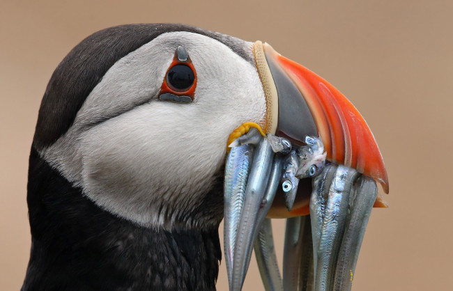 Обои картинки фото животные, тупики, тупик