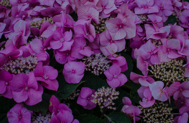 Обои картинки фото цветы, гортензия, макро