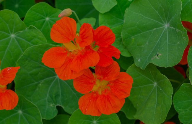 Обои картинки фото цветы, настурции, рыжие