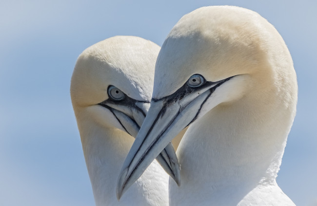 Обои картинки фото животные, олуши, лапки, клюв, белая, птица, олуша