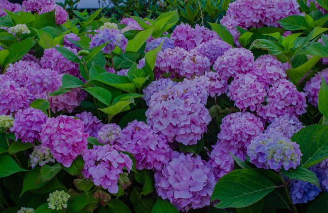 Обои картинки фото цветы, гортензия, куст