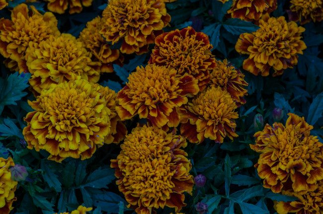 Обои картинки фото цветы, бархатцы