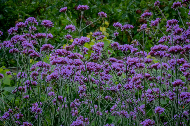 Обои картинки фото цветы, луговые , полевые,  цветы, сиреневые