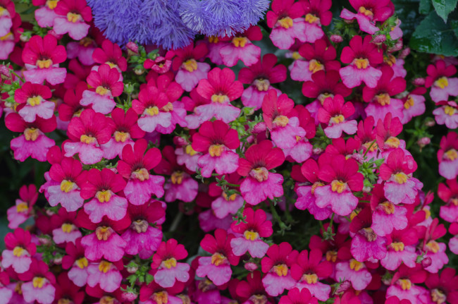 Обои картинки фото цветы, львиный зев, львиный, зев