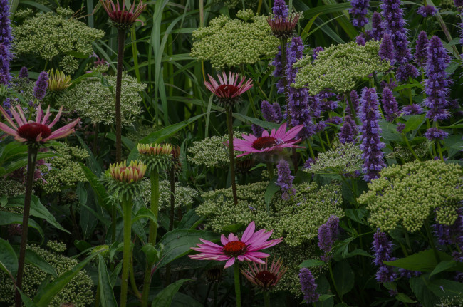 Обои картинки фото цветы, разные вместе, клумба