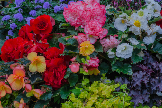 Обои картинки фото цветы, разные вместе, клумба