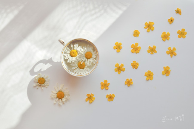 Обои картинки фото цветы, ромашки, вода, ромашка, чашка