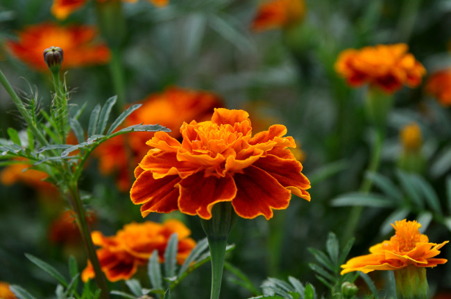 Обои картинки фото цветы, бархатцы, красота, лето, макро, сад, флора